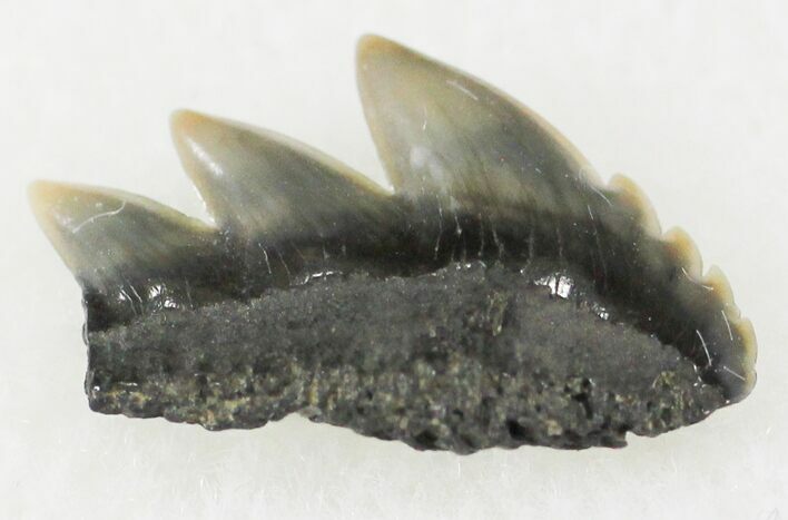 Fossil Cow Shark (Notorynchus) Tooth - Maryland #24274